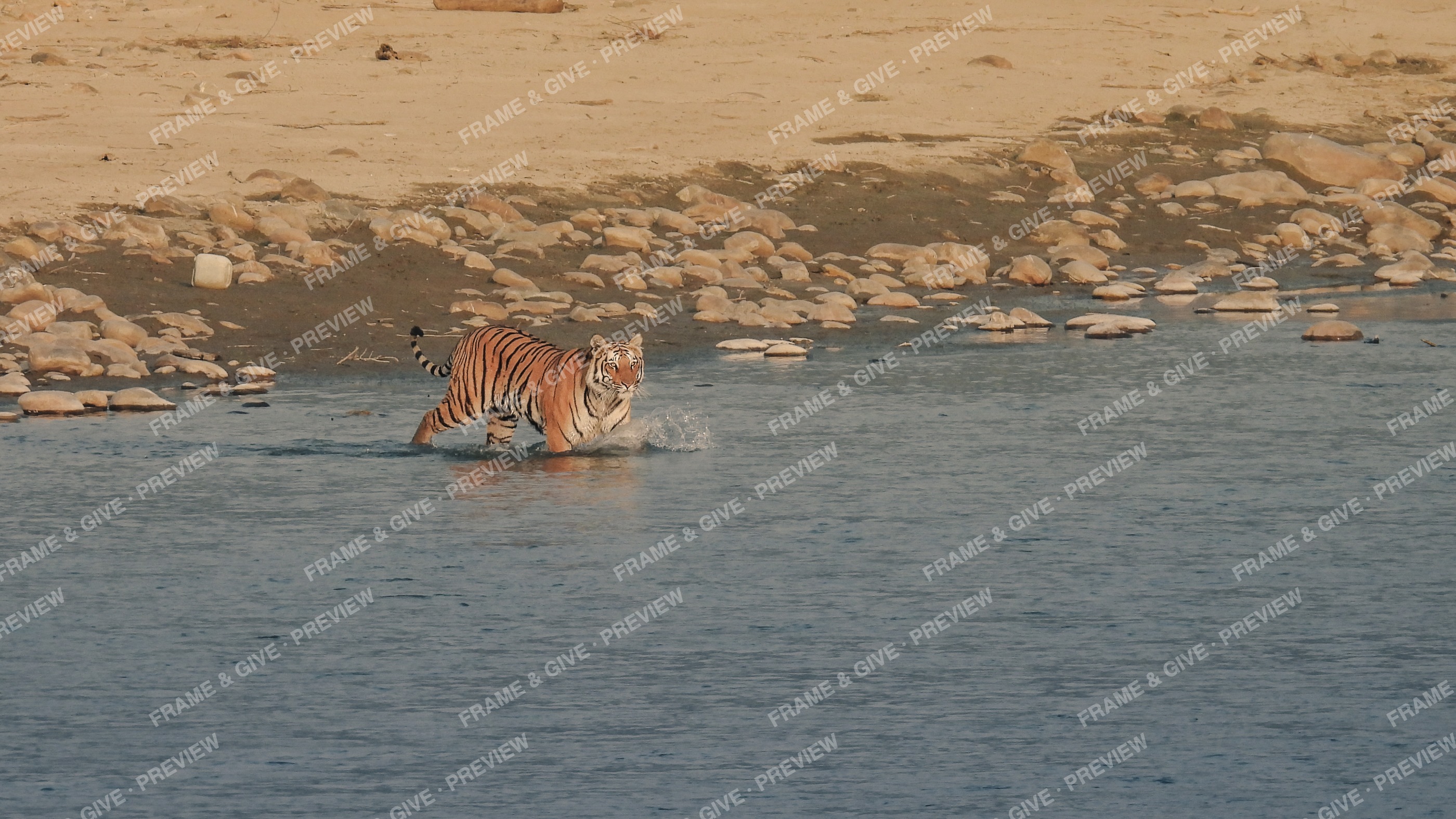 Mighty Cat: Paarwali's Cub Crossing the Ramganga