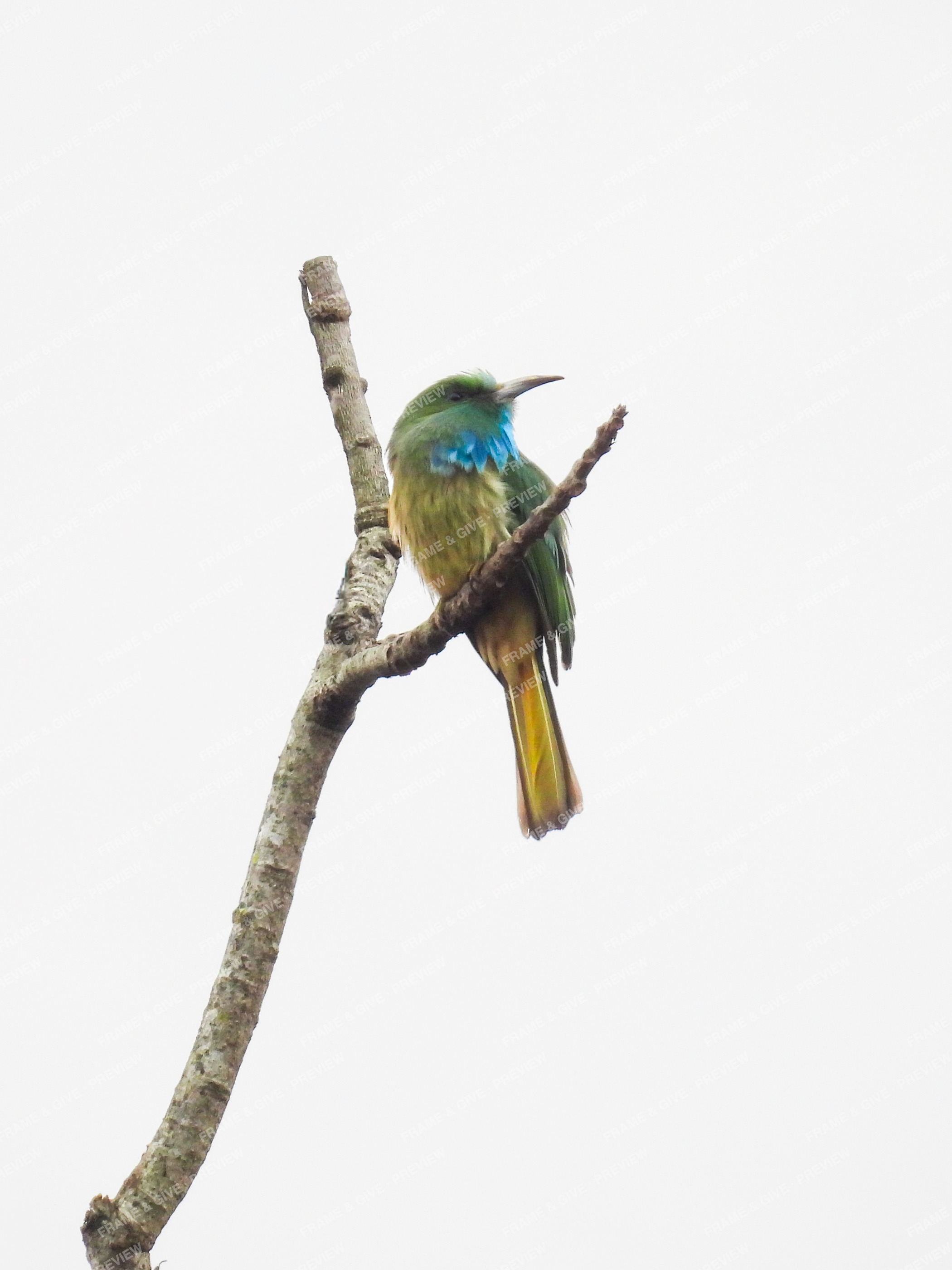 Blue Beard, Bare Branch