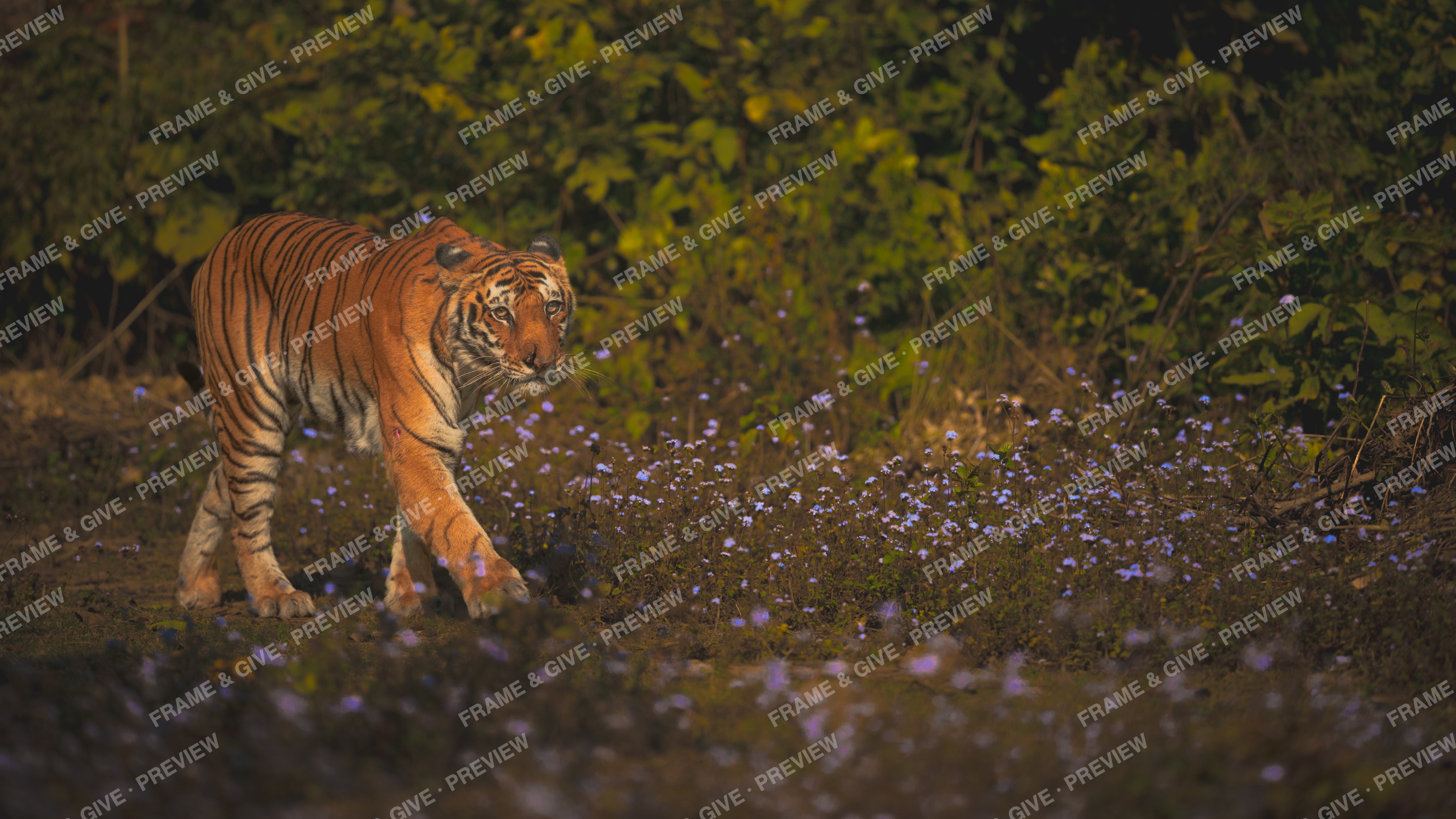 Crossing the Lavender Meadow