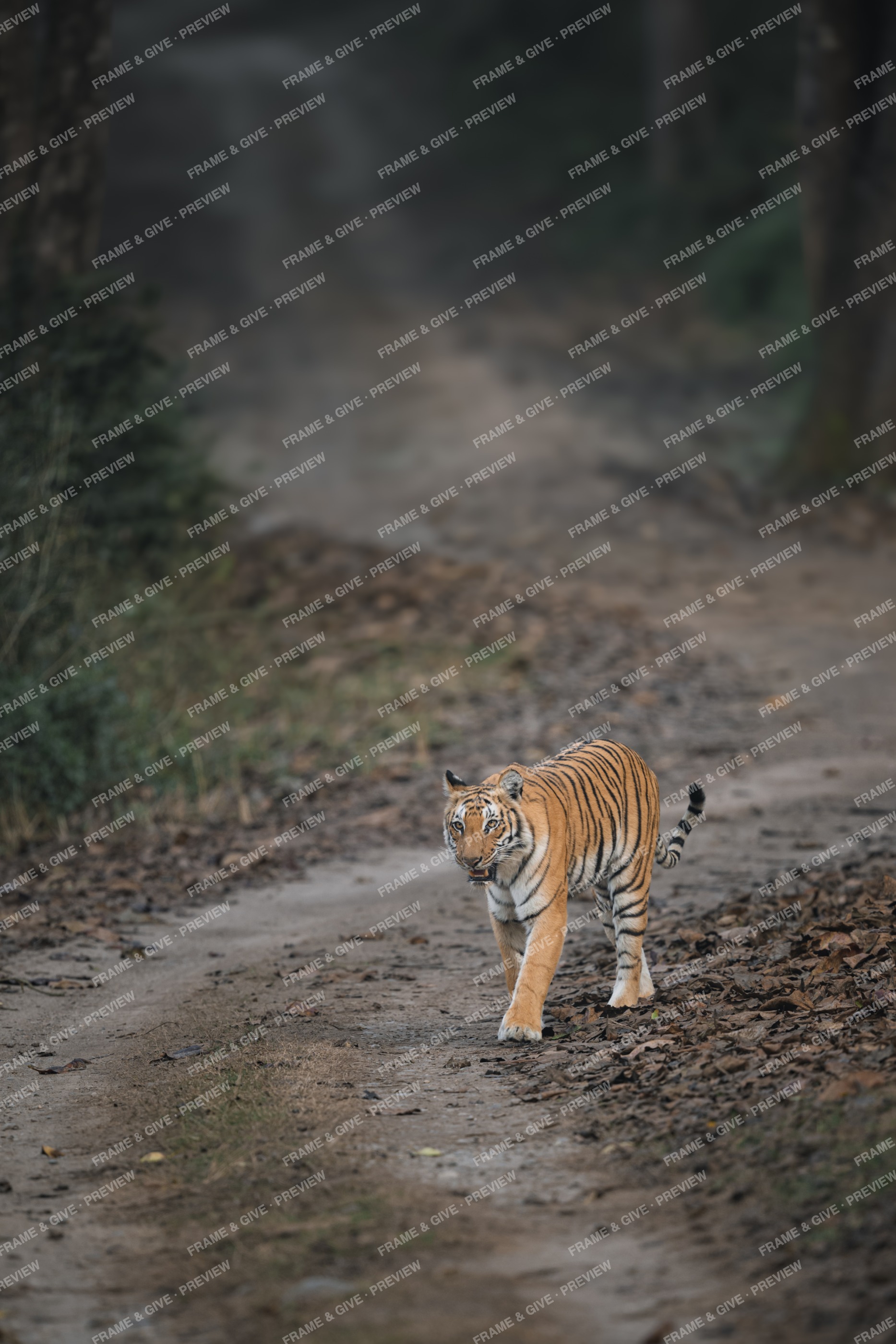Pedwali on the Forest Road