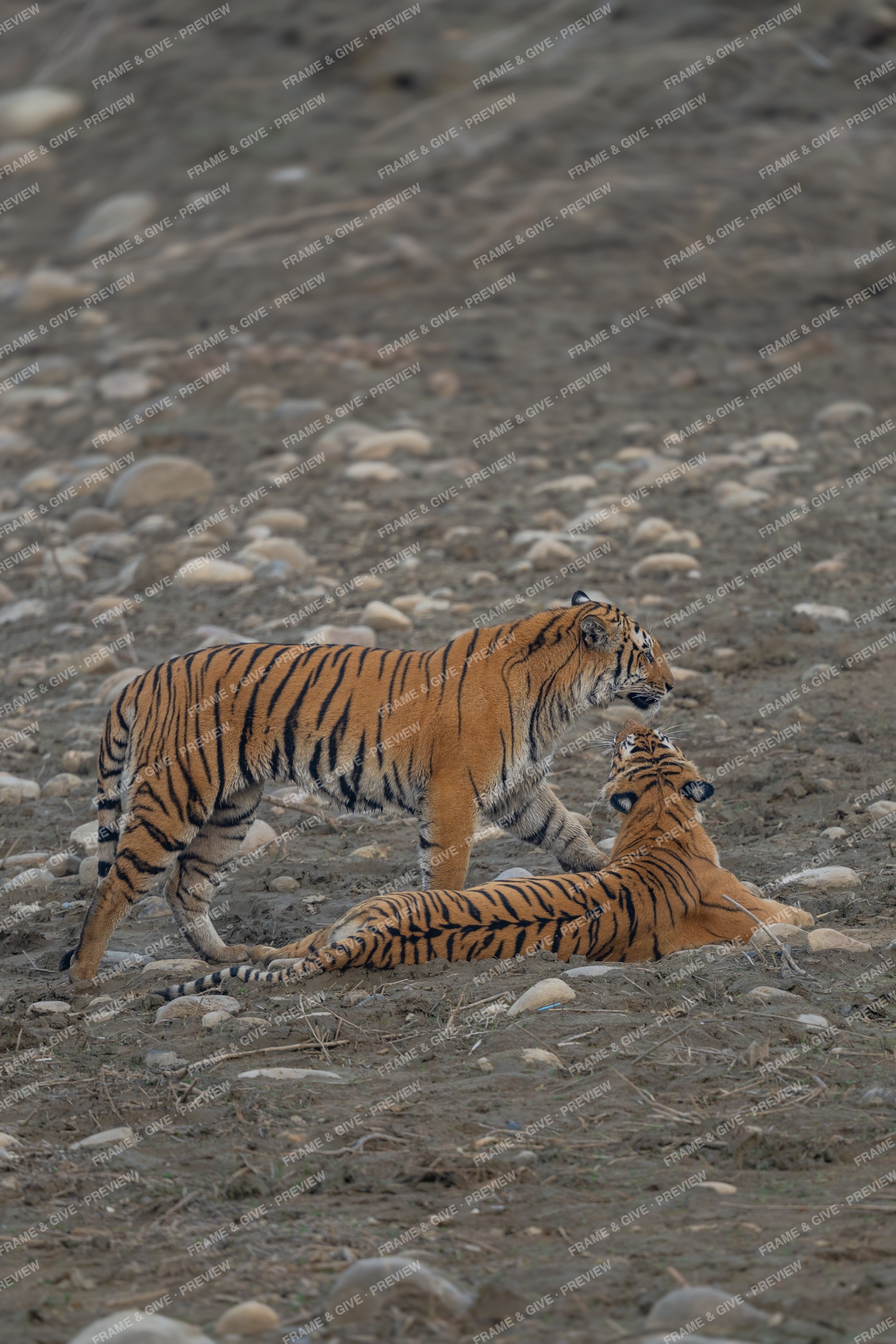 Two Tigers on the Riverbed