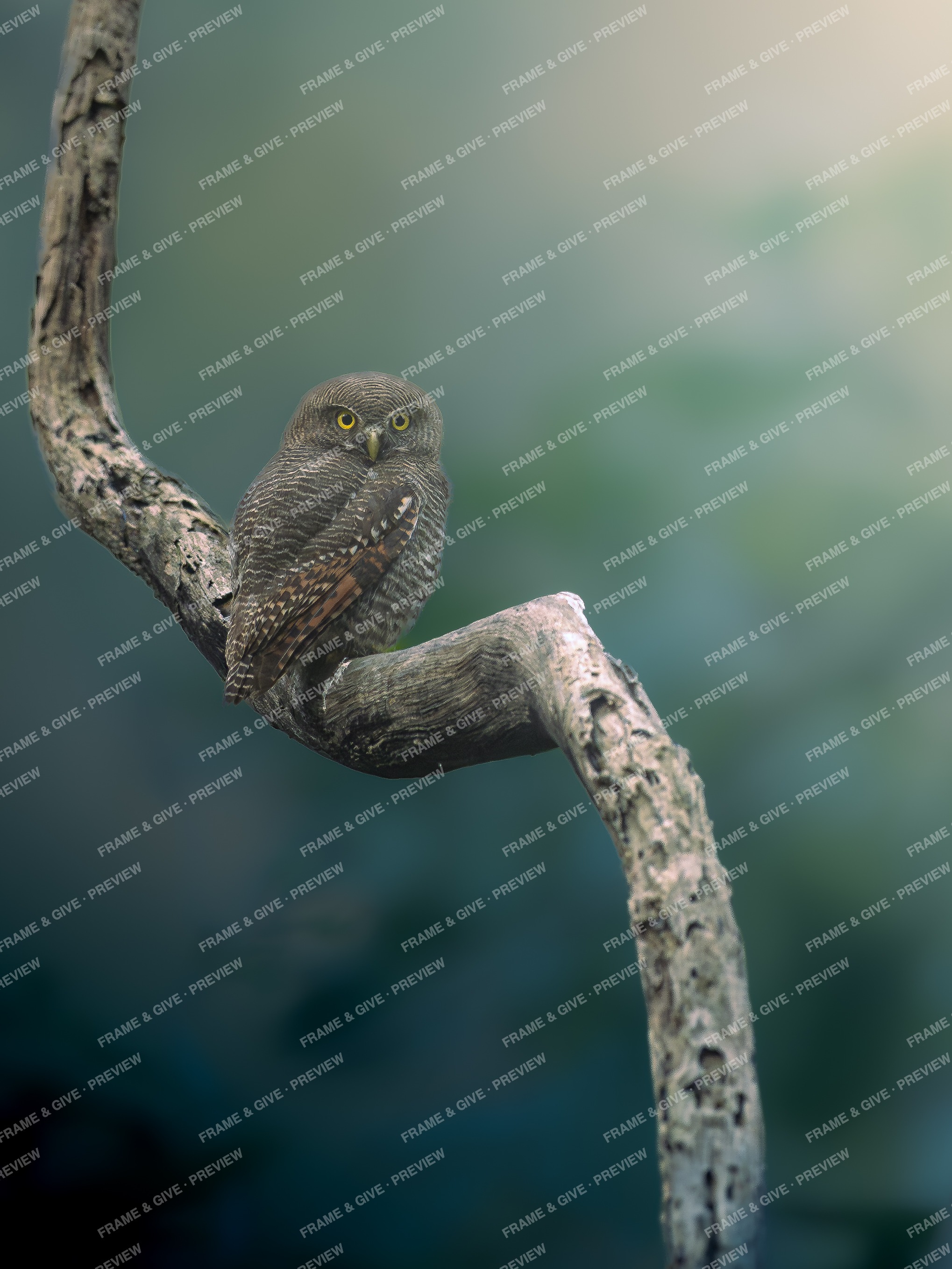 Small Watcher on a Bare Branch