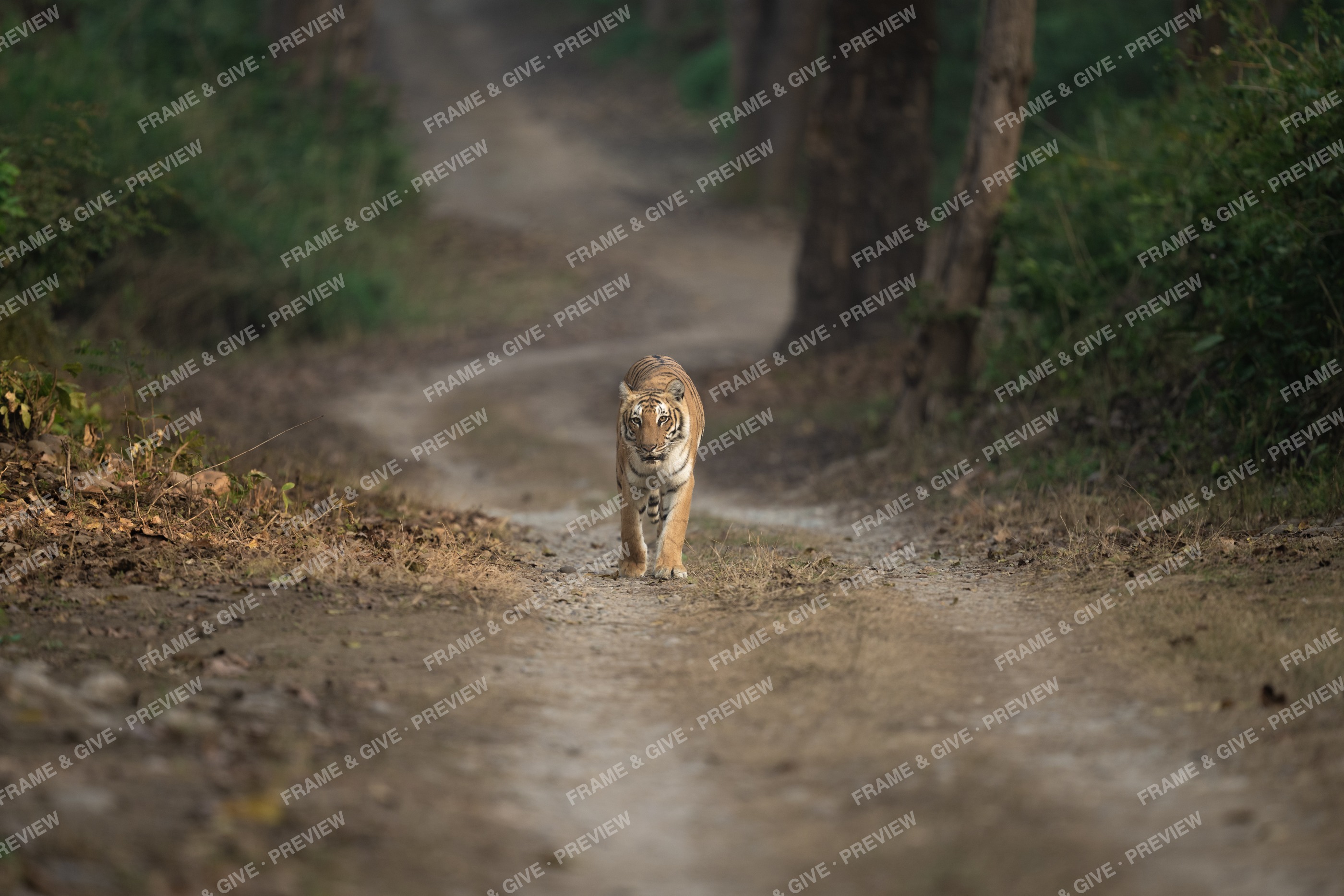 Pedwali on the Forest Track